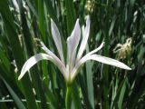 Iris pallasii. Цветок (альбинос). Казахстан, Джунгарский Алатау, южн. подножье пер. Алтын-Эмель, у выхода родника. 23 мая 2012 г.
