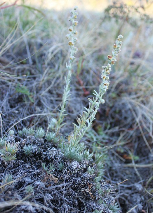 Image of Artemisia cuspidata specimen.