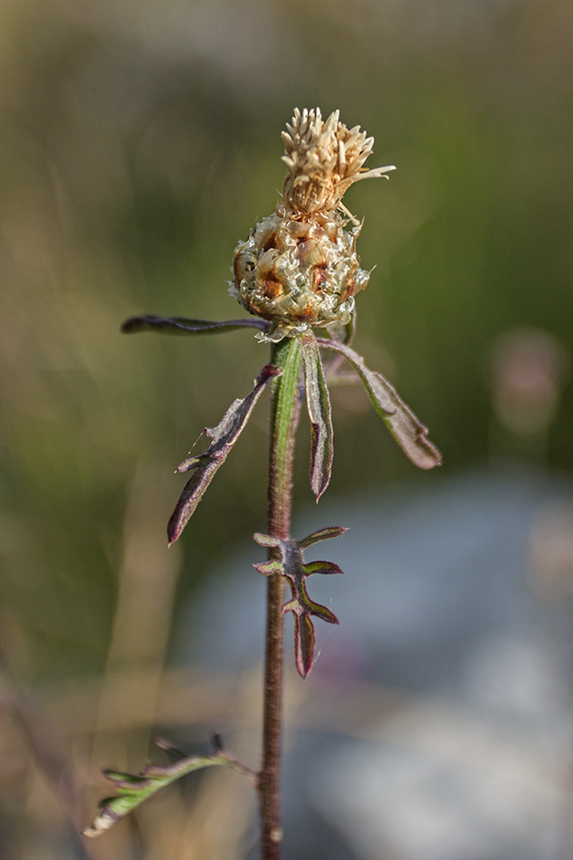 Image of genus Centaurea specimen.