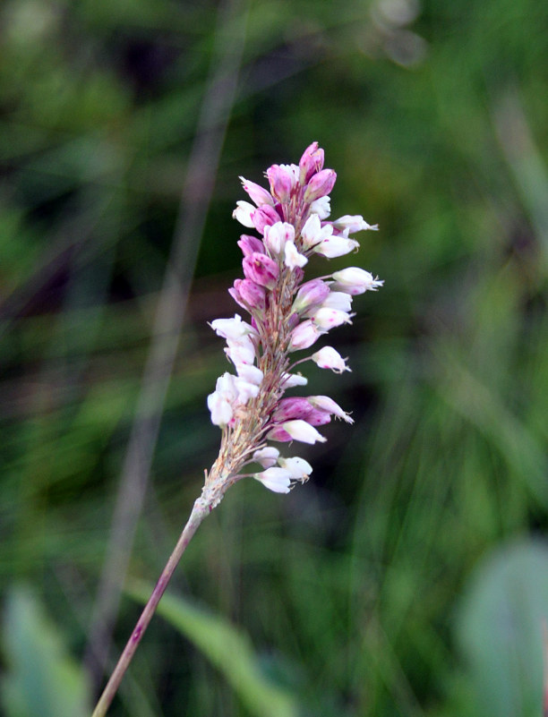 Изображение особи Bistorta officinalis.