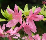 genus Rhododendron