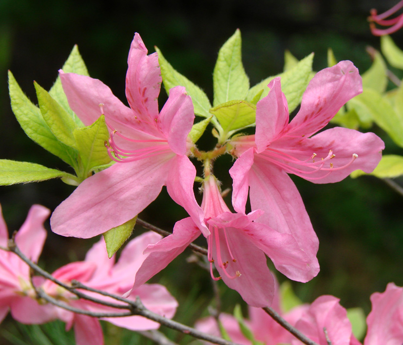 Изображение особи род Rhododendron.