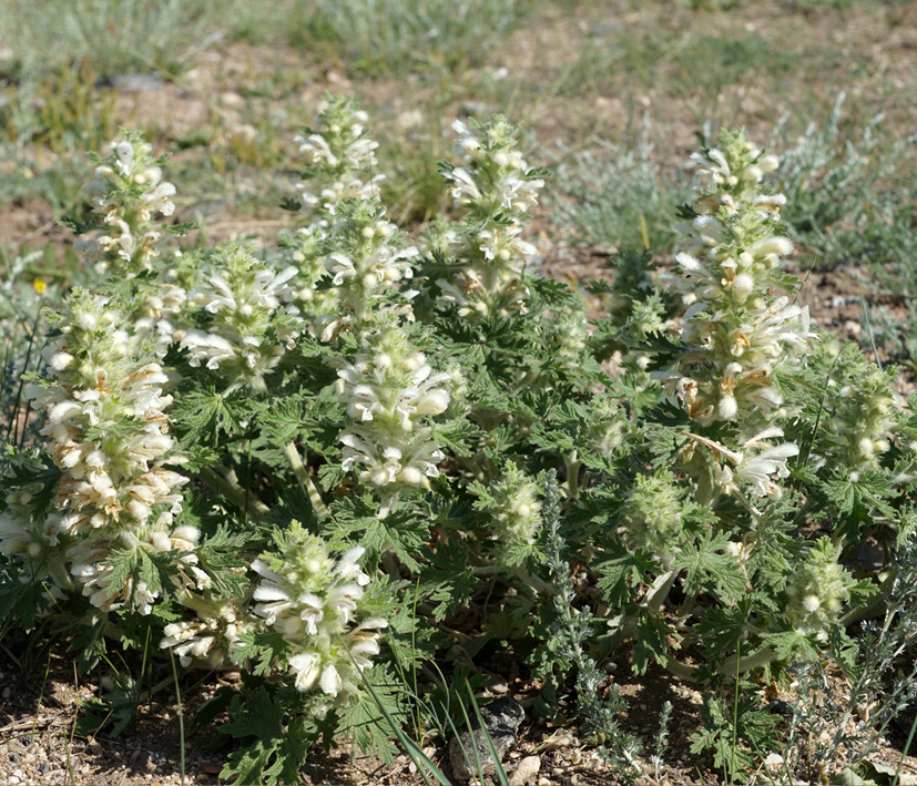 Image of Panzerina lanata specimen.