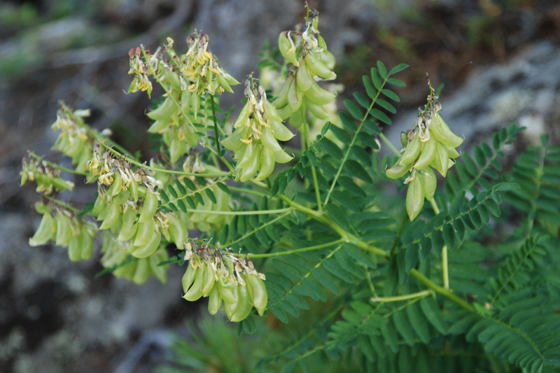 Image of Astragalus membranaceus specimen.