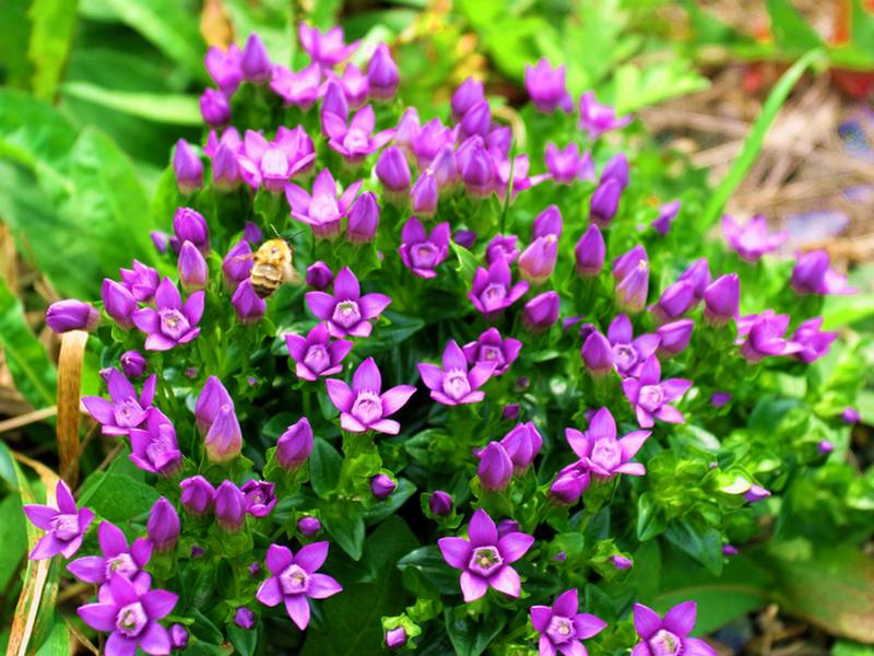 Image of Gentianella auriculata specimen.