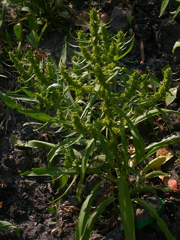 Image of Rumex maritimus specimen.