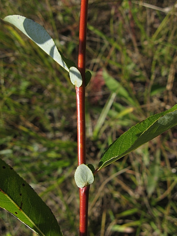 Image of Salix rorida specimen.