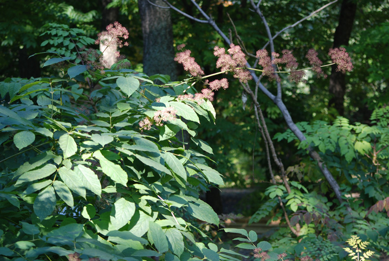 Изображение особи род Aralia.