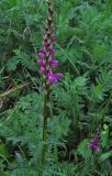 Pedicularis elata