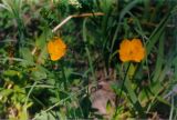 Trollius sibiricus. Цветки. Республика Саха (Якутия), Олёкминский р-н, запов. Олёкминский, р. Олёкма, близ устья р. Тас-Хайко. Июль 1998 г.