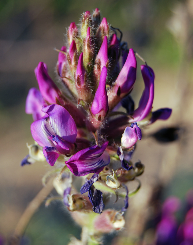 Изображение особи Oxytropis campanulata.