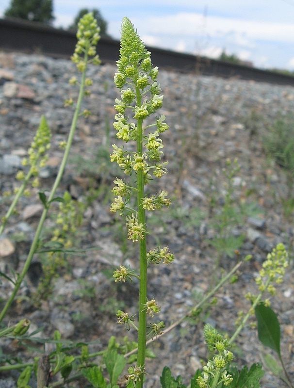 Image of Reseda lutea specimen.