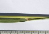 Calamagrostis teberdensis