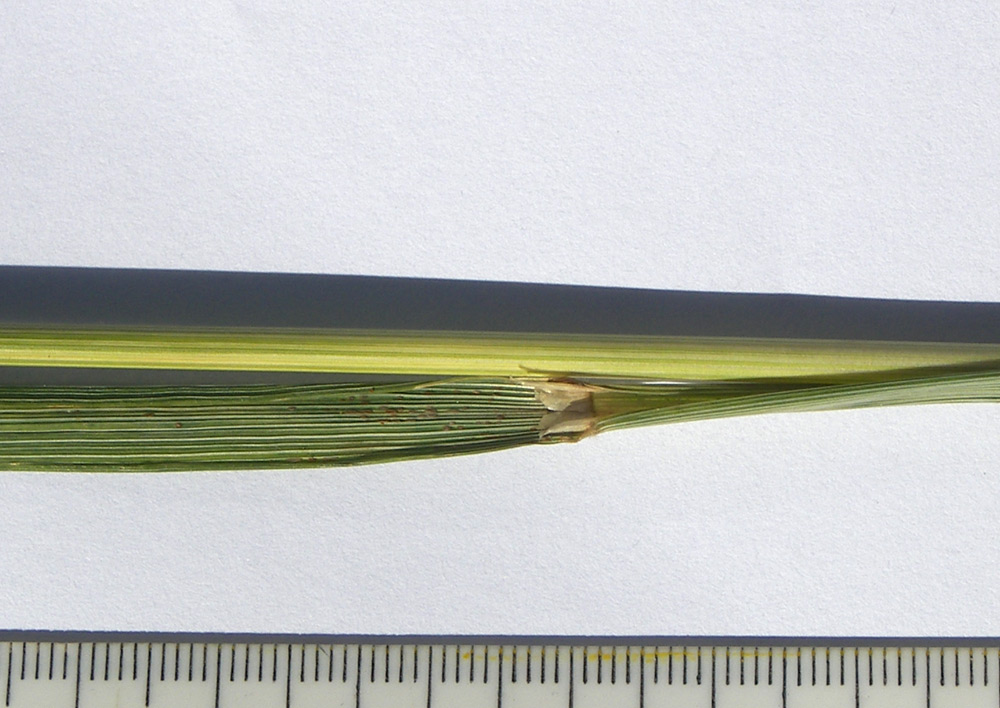 Image of Calamagrostis teberdensis specimen.