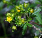 Potentilla norvegica. Верхушка побега с цветком и бутонами. Московская обл., Раменский р-н, окр. ж.-д. платформы Хрипань, залежь. 19.06.2015.