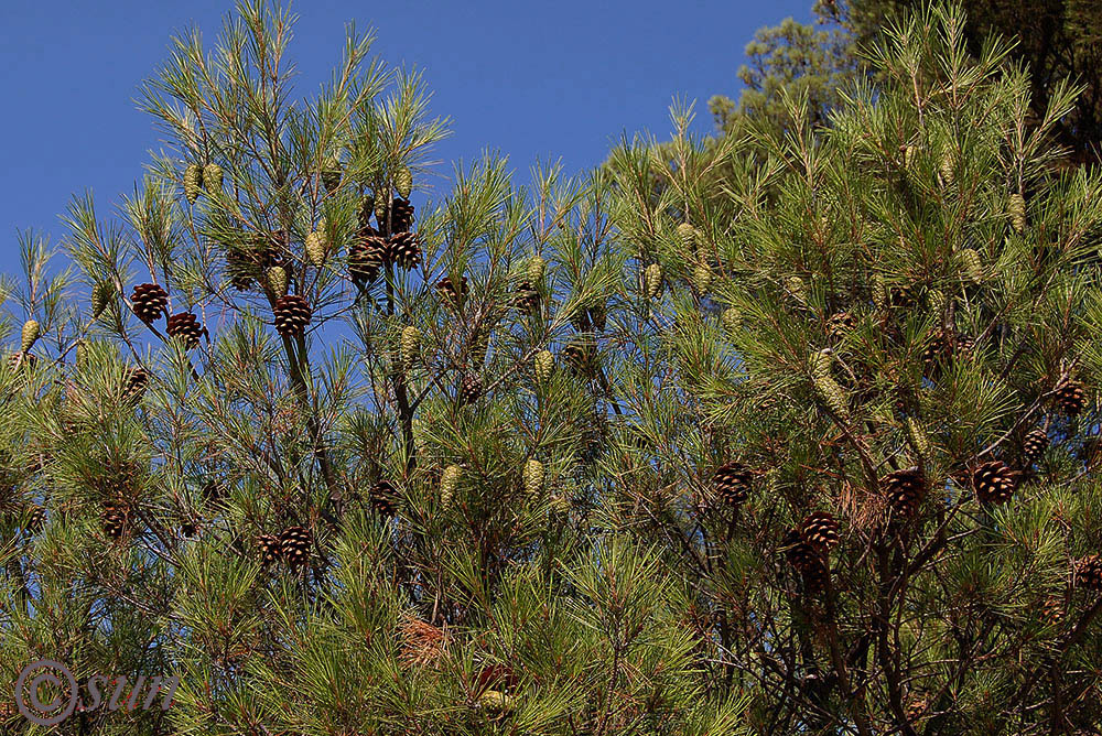 Изображение особи Pinus halepensis.