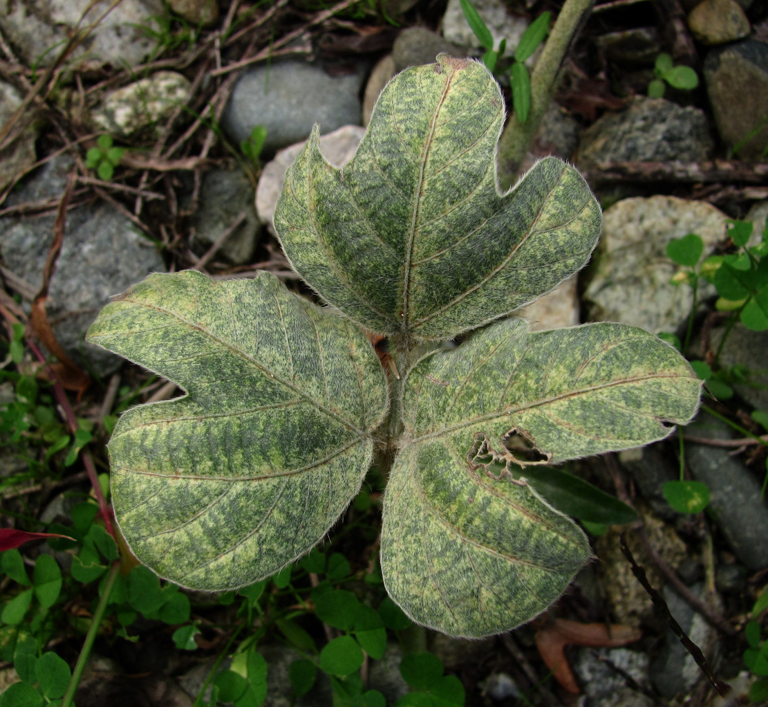 Image of Pueraria lobata specimen.