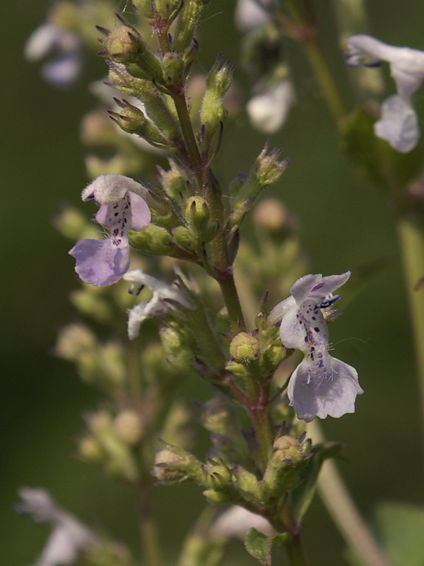 Изображение особи Nepeta nuda.