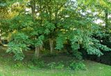 Pterocarya fraxinifolia. Взрослые плодоносящие деревья и молодой подрост. Бельгия, г. Брюгге, озеленение. Октябрь 2015 г.
