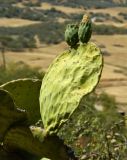 Opuntia ficus-indica