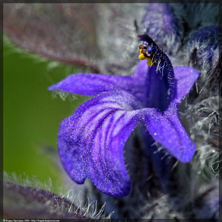 Изображение особи Ajuga genevensis.