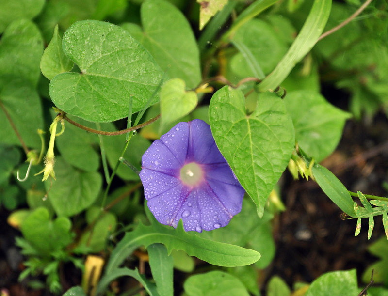 Изображение особи Ipomoea purpurea.