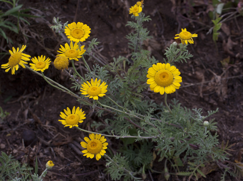 Изображение особи Anthemis tinctoria.