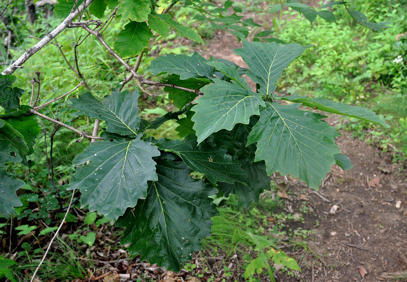 Изображение особи Quercus crispula.