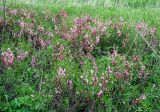 View full-size image Amygdalus nana