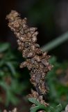 Artemisia monosperma