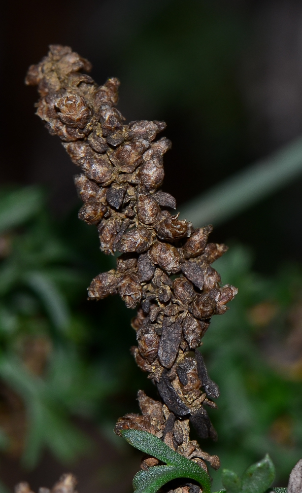 Image of Artemisia monosperma specimen.
