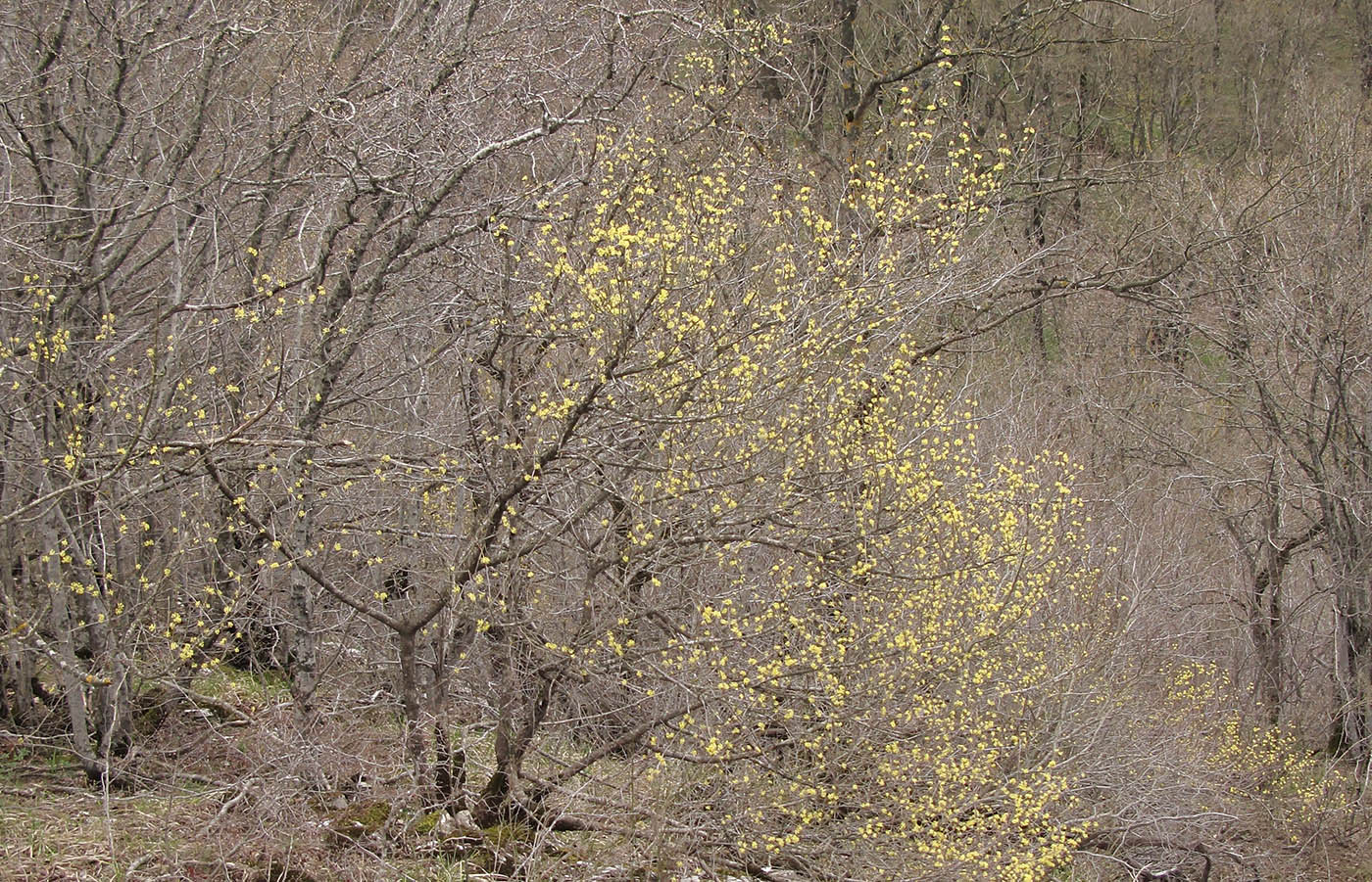 Изображение особи Cornus mas.