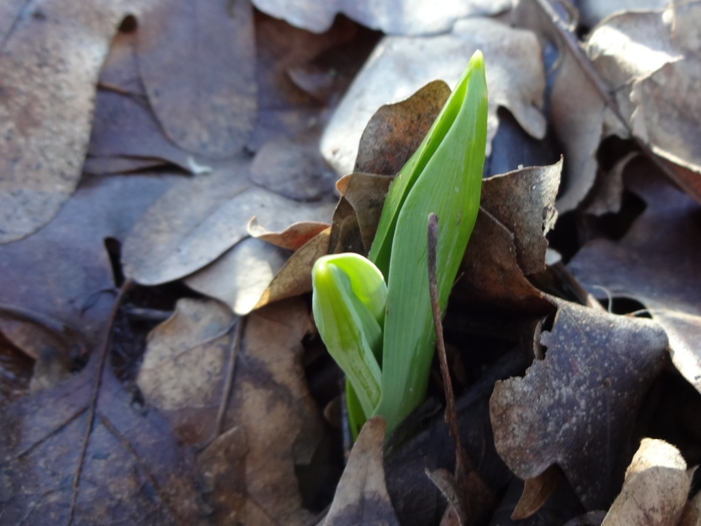 Image of Ornithogalum arcuatum specimen.