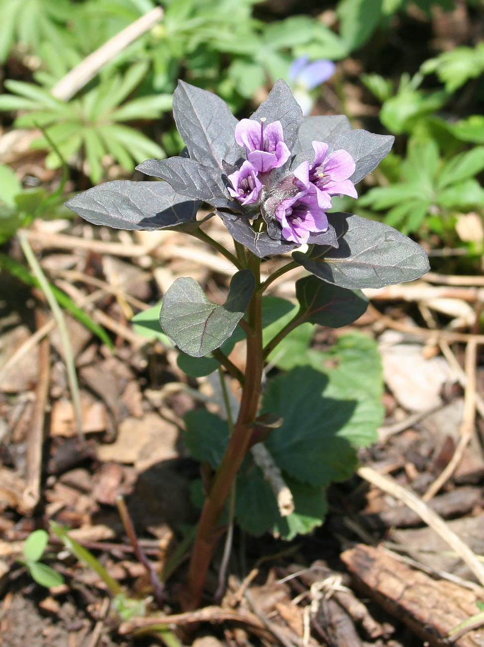 Image of Physochlaina physaloides specimen.
