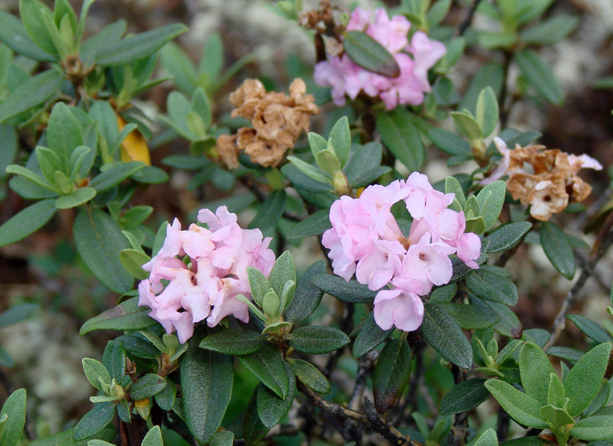 Изображение особи Rhododendron adamsii.