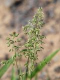 Poa pratensis. Соцветия. Санкт-Петербург, пустырь. 02.06.2009.