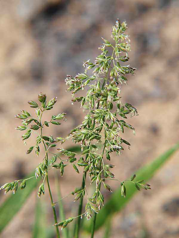 Изображение особи Poa pratensis.