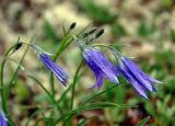 Campanula turczaninovii. Цветки. Тува, Тоджинский р-н, долина р. Аржаан-Хем, горная тундра (выс. около 1800 м н.у.м.). 07.07.2015.