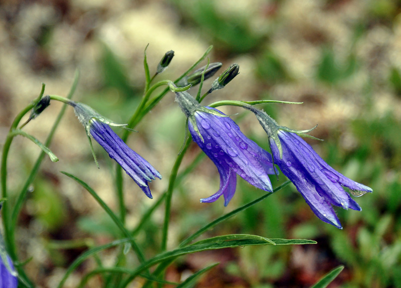 Image of Campanula turczaninovii specimen.