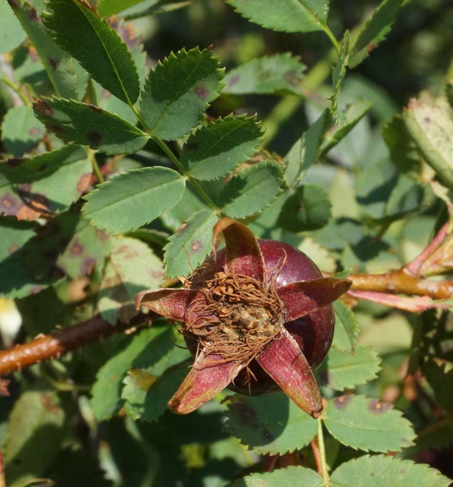 Image of Rosa spinosissima specimen.