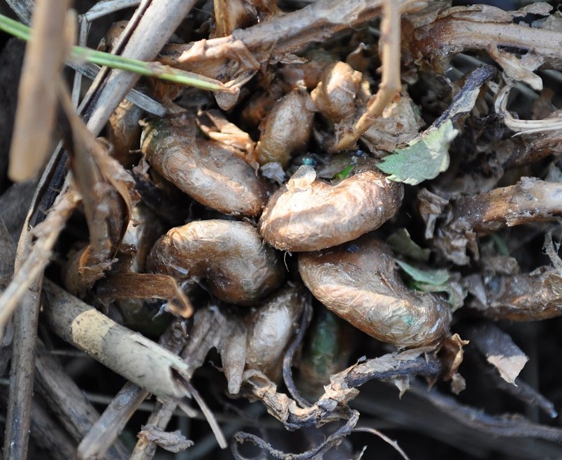 Image of Dryopteris carthusiana specimen.