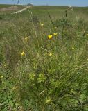 Ranunculus caucasicus