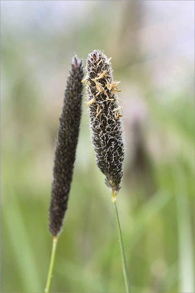 Image of Alopecurus arundinaceus specimen.