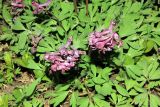 Corydalis solida