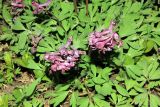 Corydalis solida