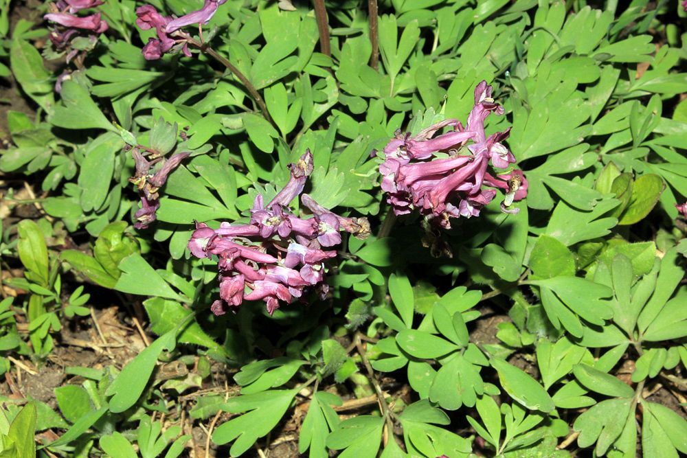 Изображение особи Corydalis solida.