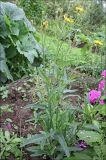 Sonchus arvensis ssp. uliginosus