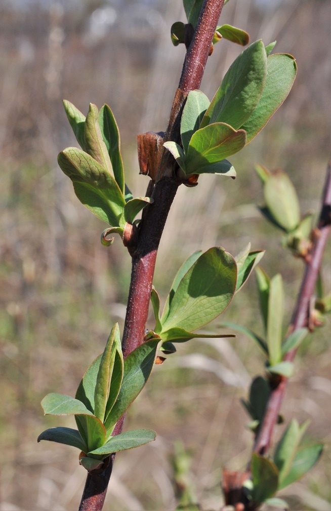 Изображение особи Sibiraea altaiensis.