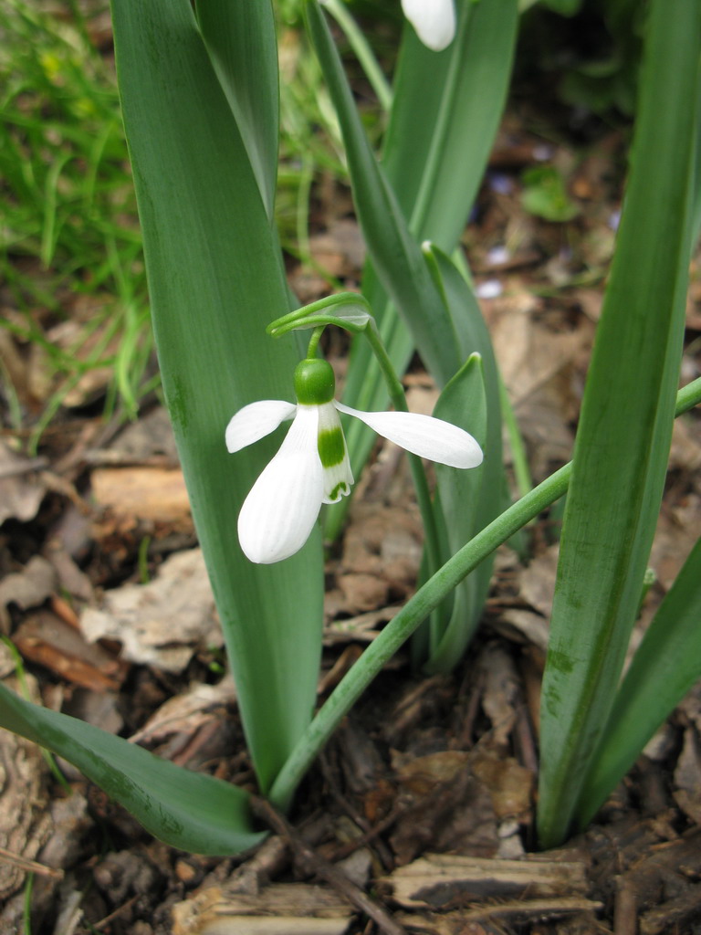 Изображение особи Galanthus elwesii.