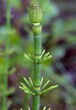 Equisetum fluviatile. Верхушка спороносящего растения. Санкт-Петербург, Пискарёвский парк. 29.05.2009.